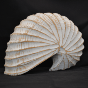 Wood Nautilus Ceruse